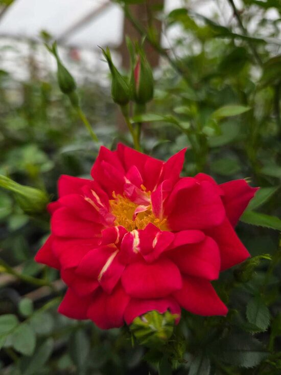 Bišu iecienītās rozes